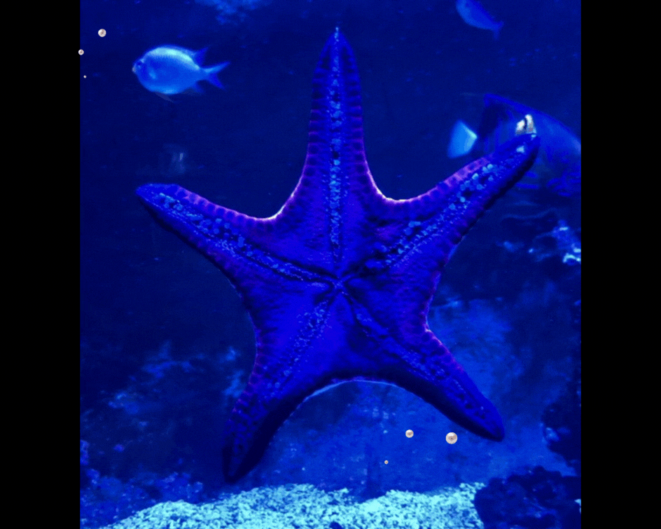 En immersion dans l'aquarium du Palais de la Porte Dorée epsaa